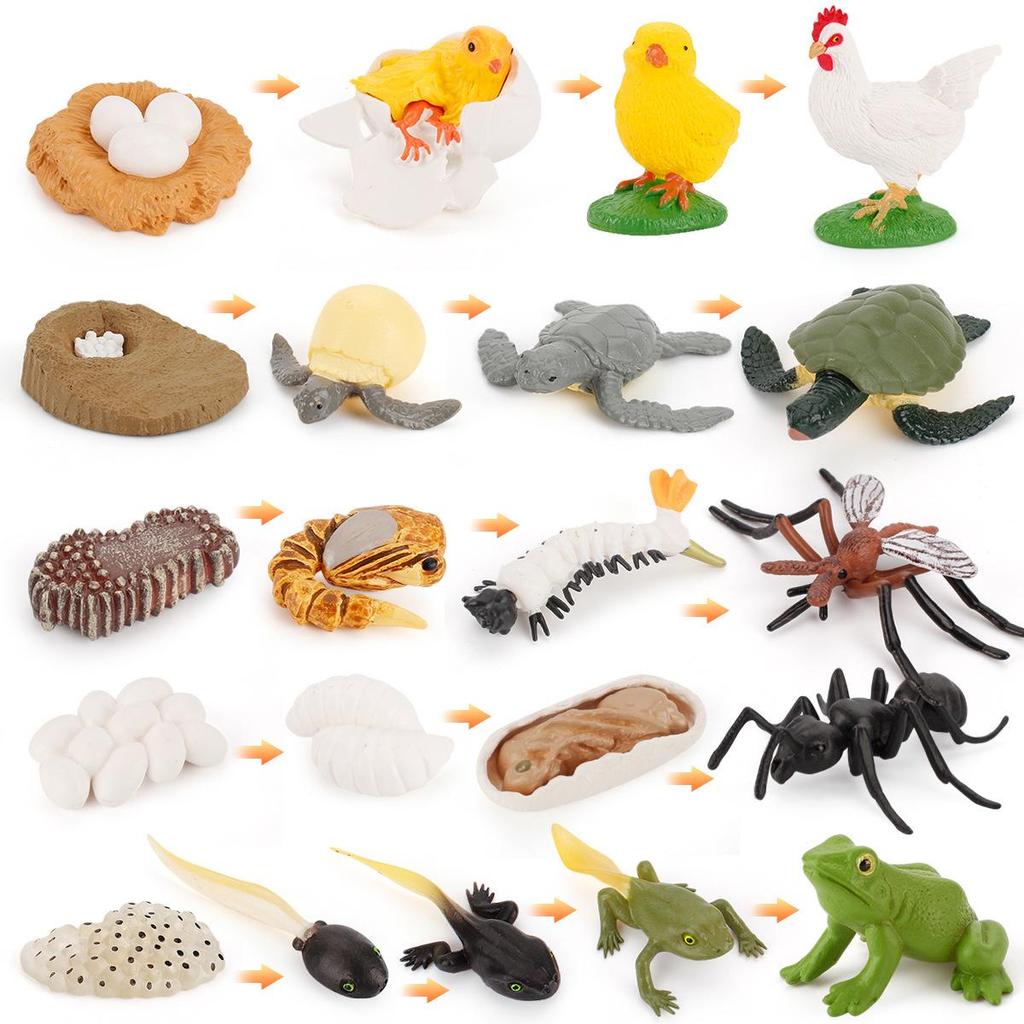 Animal Growth Cycle Models: Chicken, Duck, Goose, Butterfly, Turtle, Frog Montessori Teaching Figurines
