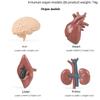 Montessori Teaching Aids: Human Organ Models for Children's Early Education
