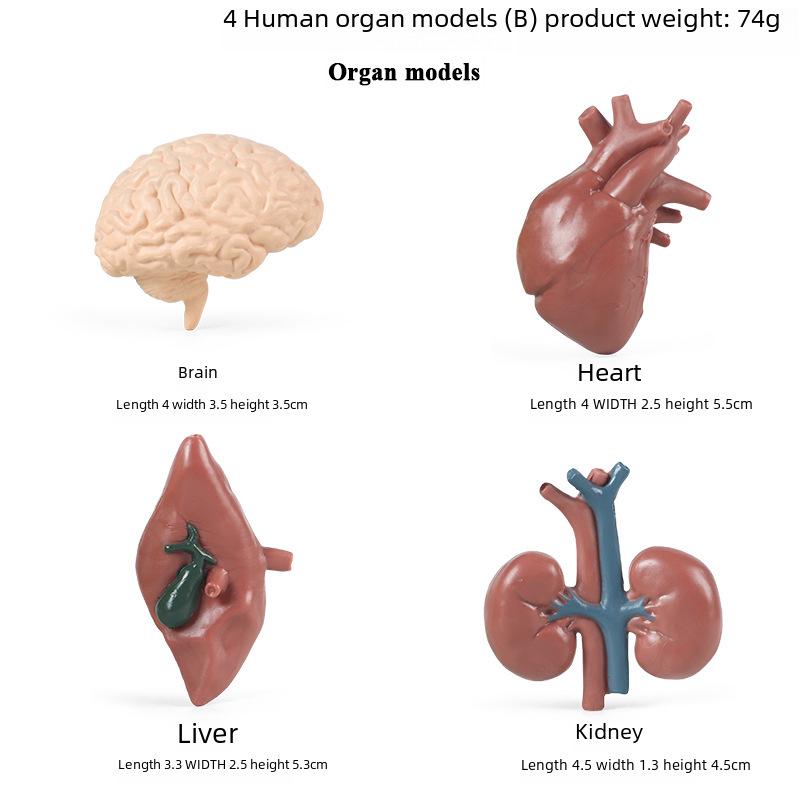Montessori Teaching Aids: Human Organ Models for Children's Early Education