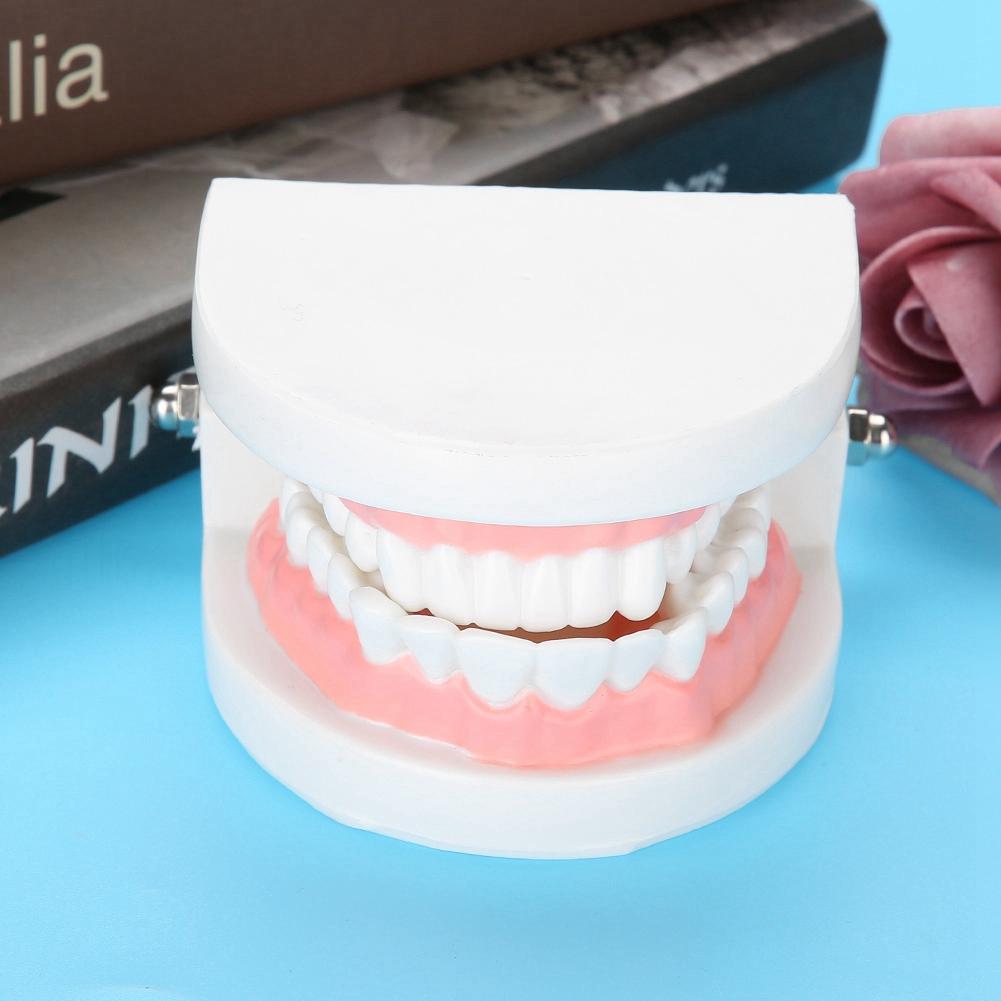 Dental Denture Model 28Pcs Standard Adult Teeth Model Medical Teaching Tool