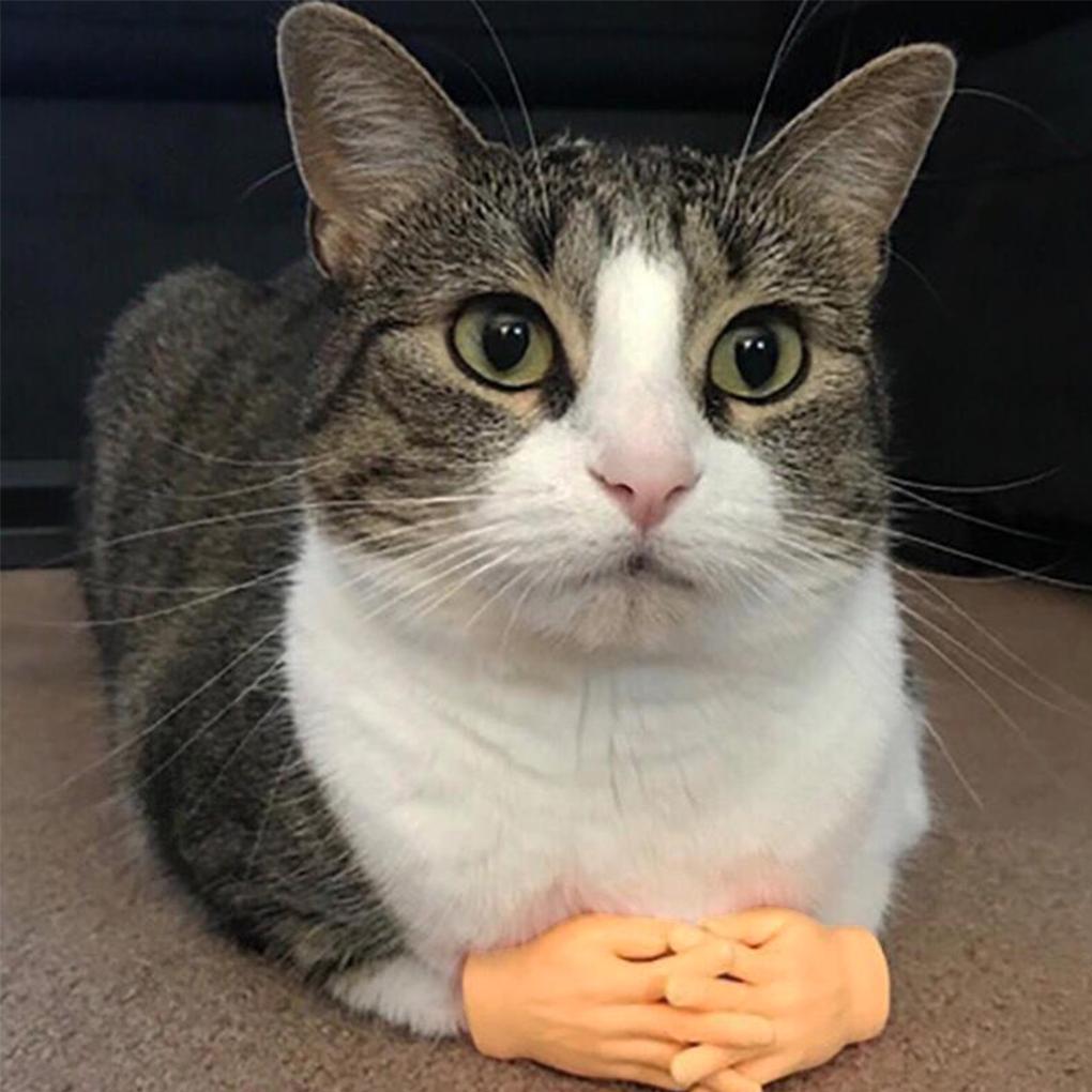 2 buc/set Masaj Mână Mică Instrument Masaj Animal Toaletor Păr Animal Masaj Animal Set Jucărie Relief