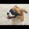 Silicon+PC+Nylon Pet Goggles Adjustable Windproof Rope Cat Dog Cool Glasses Anti UV Pet Photo Props Pet Sunglasses Cat Dog