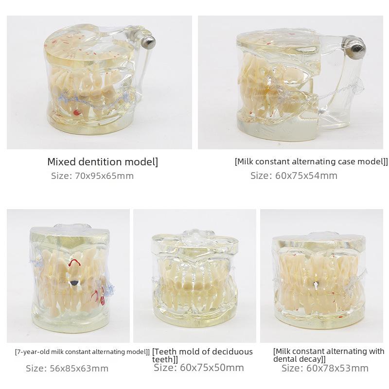 Children's Dental Teaching and Brushing Practice Model