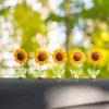 5/8/10 Pièces Décoration Tournesol Ornement de Voiture Aspect Réaliste Mini Taille Facile à Installer Décoration de Tableau de Bord de Voiture Tournesol à Ressort