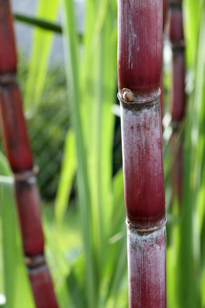 La Perruche Cukier Biały w Kostkach 2,5 KG (pojedynczo zapakowane)