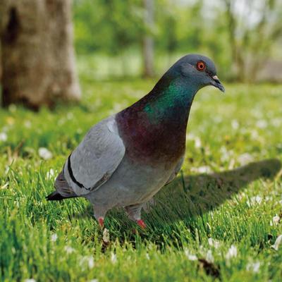 Elegant Bird Statue Garden Ornament for Outdoor Decor