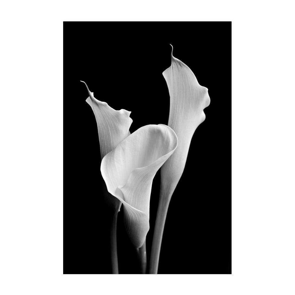 

Плакаты с Каллой Лилию, черно-белые цветы, принты растений, картина на холсте, настенная роспись, художественные фотографии, гостиная, спальня, современный домашний постер, украшение 20x30cm no frame белый