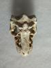 Dinosaur Skull Resin Aquarium Ornament Plant Holder - MB169-16