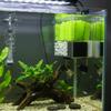 10PCS Hydrophobic Goldfish Spawning Hatching Grass Fish Spawning Breeding Brush  Aquarium Fish Tank