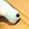 Cartoon Simulation Hammer Shark Doll Children Plush Toy Christmas Gift Sea Fish Shark Pillow Stuffed Toy