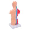 Human Body Anatomy Model 15 Removable Parts 11.02 Inch Human Torso Anatomical Model for School Medical Education Display