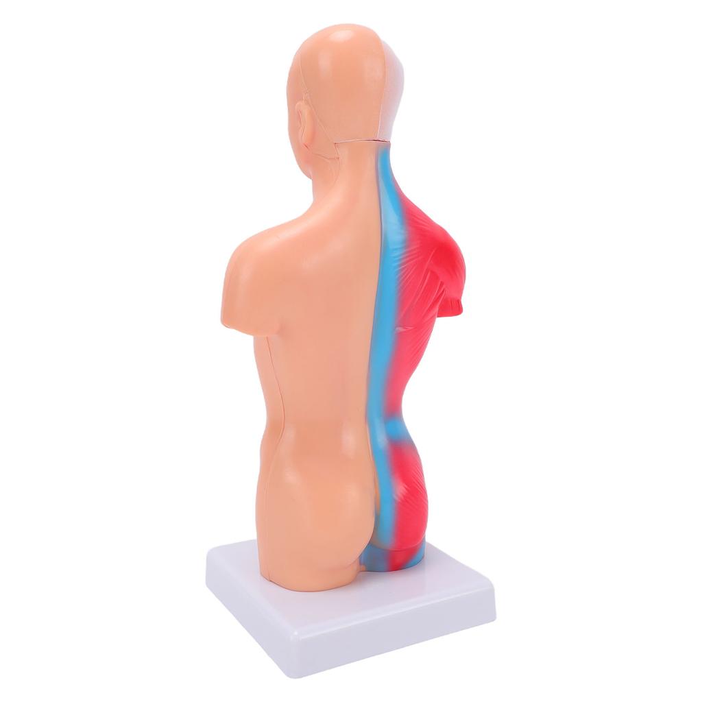 Human Body Anatomy Model 15 Removable Parts 11.02 Inch Human Torso Anatomical Model for School Medical Education Display
