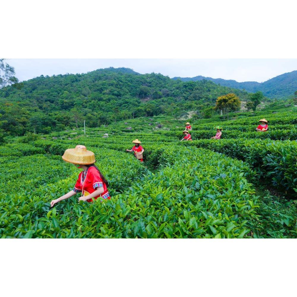 High Quality Carbon Baked Tie Guan Yin Oolong Tea 250g Natural Herbal Detox Drink