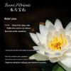 Tesori d'Oriente Water Lily Moisturizing Fragrance Body Cream