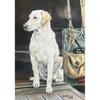 Caroline Cook A Sporting Life Greetings Card (Pack of 10)