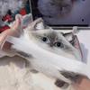 Süße Kawaii Katze Weiches Silikon Stressabbau Knetspielzeug Angstlinderung Schreibtisch Geschenk Für Kinder Erwachsene Schreibtisch Dekoration Geschenk