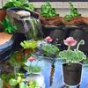 Pond Plant Thickened Nonwoven Plant Fabric Pots With Handles Durables Breathe Reusable Plant Bags 2 Gallon