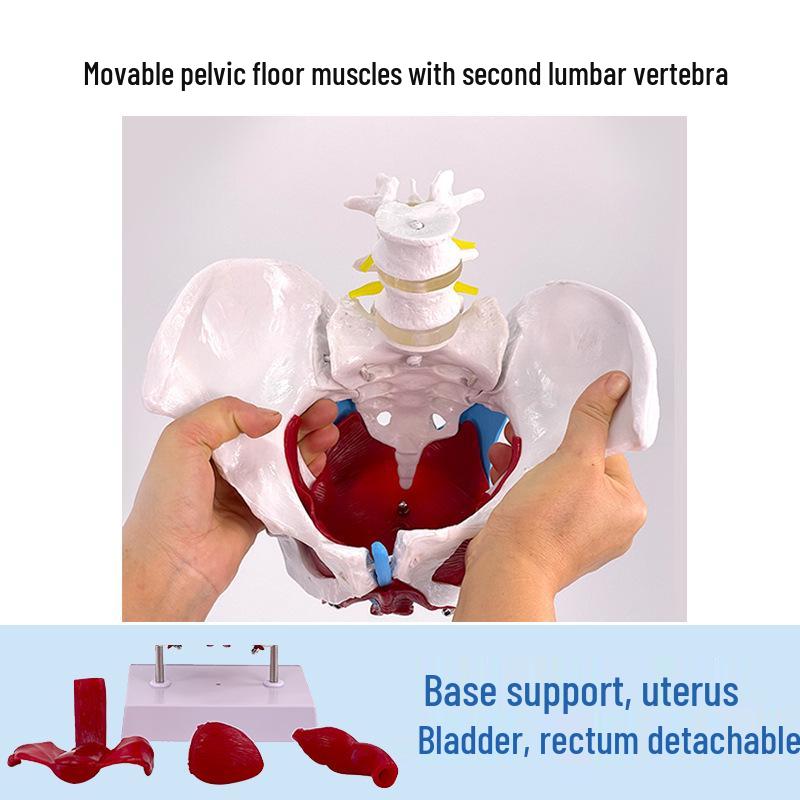 Female Pelvic Muscle and Pelvic Floor Model for Midwifery and Childbirth Education