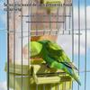 Transparent Automatic Feeder Automatic Bird Seed Feeder Hanging Food Box And Trough Parrot Feeder Cage Accessories Bird Supplies