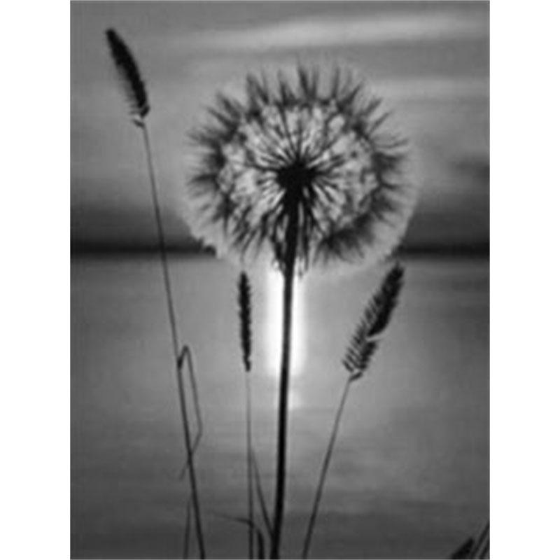 

DIY Алмазная картина Черно-белый одуванчик Набор для вышивки крестом Мозаичное искусство Алмазная картина Полный круг/квадрат Алмазное украшение для дома Round 40x50cm