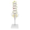 Human Lumbar Vertebral Model School Educational Teaching Model Tool Spine Model