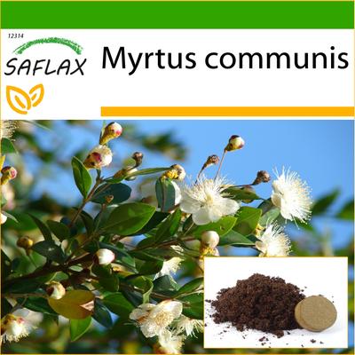 True Myrtle - 30 semillas - Con sustrato para macetas para un mejor cultivo - Myrtus communis