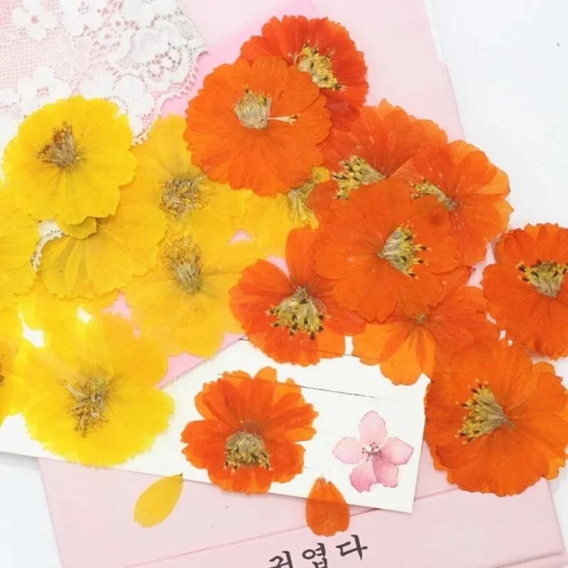 120pcs Dried Pressed Flower Cosmos Sulphureus Cav. For Epoxy Resin Pendant Necklace Jewelry Making Craft DIY Accessories