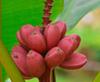 10 Seeds of MUSA VELUTINA "PINK Banana" -FRESH SEEDS