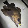 Tetsuwan Light Premium Aji Light Game Worm (Ajiko Worm) - Fishing, Mebaring, (Clear Keimura)