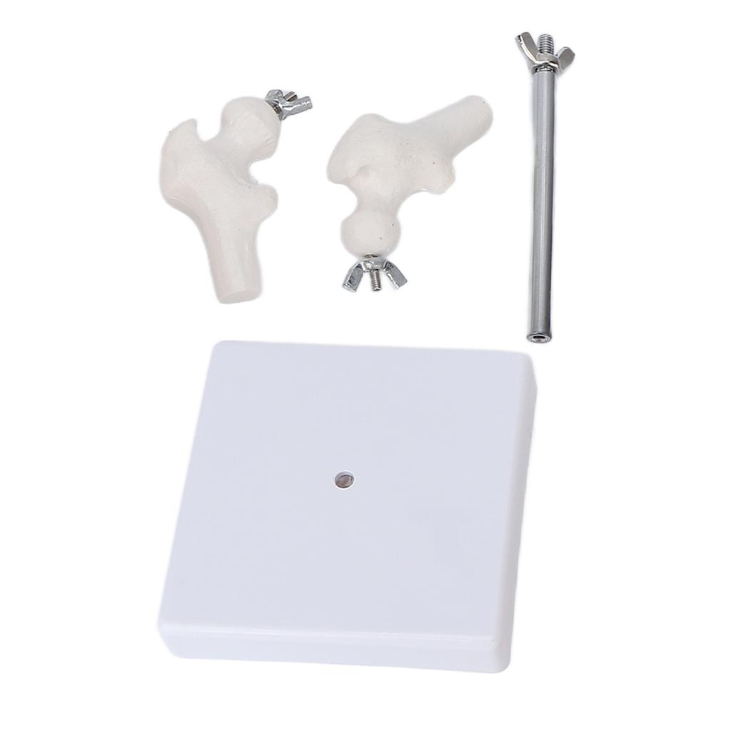 Modell der Wirbelsäule: Flexibles Wirbelsäulenmodell mit Schwanzwirbel und Spinalnerven für den naturwissenschaftlichen Unterricht