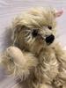 [USED] Steiff Teddy Bear, Beige, Articulated, with Built-in Sound