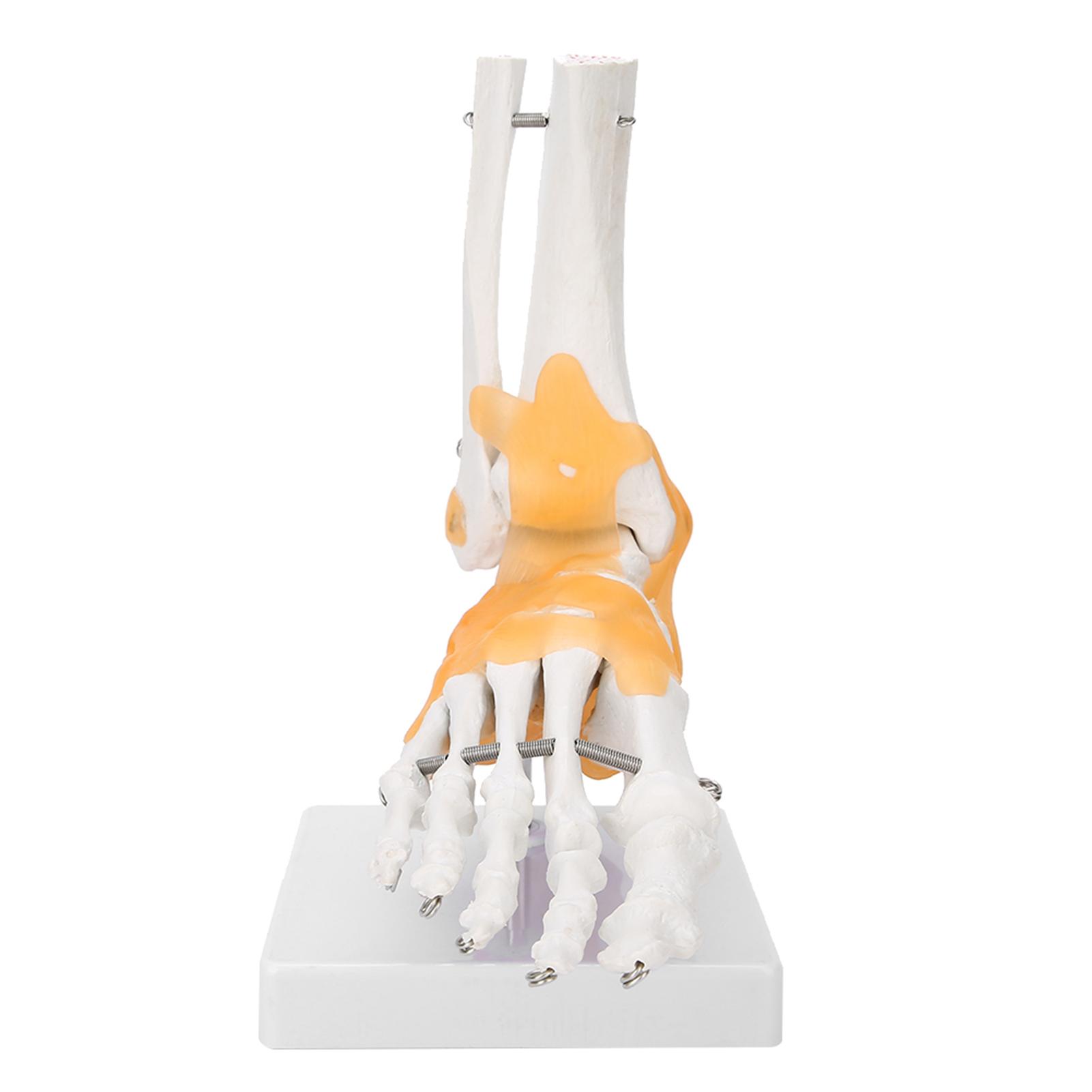 

Adult Human Skeleton Ligament Foot Ankle Joint Anatomical Model