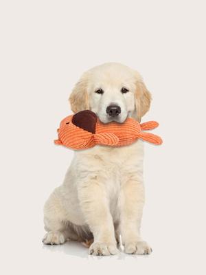 Köpek – Köpek oyuncakları