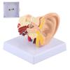 Ohr Modell Anatomie 1.5:1 Vergrößertes Wissenschaftliches Professionelles Simulations Kleines Menschliches Anatomiemodell