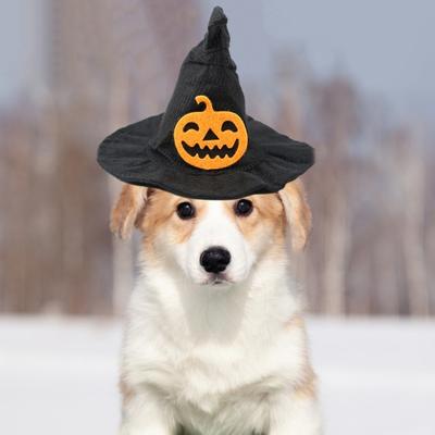 Halloween Dog Witch Hat Adjustable Lightweight Breathable Bat Pumpkin Design Pet Headdress Cosplay Prop