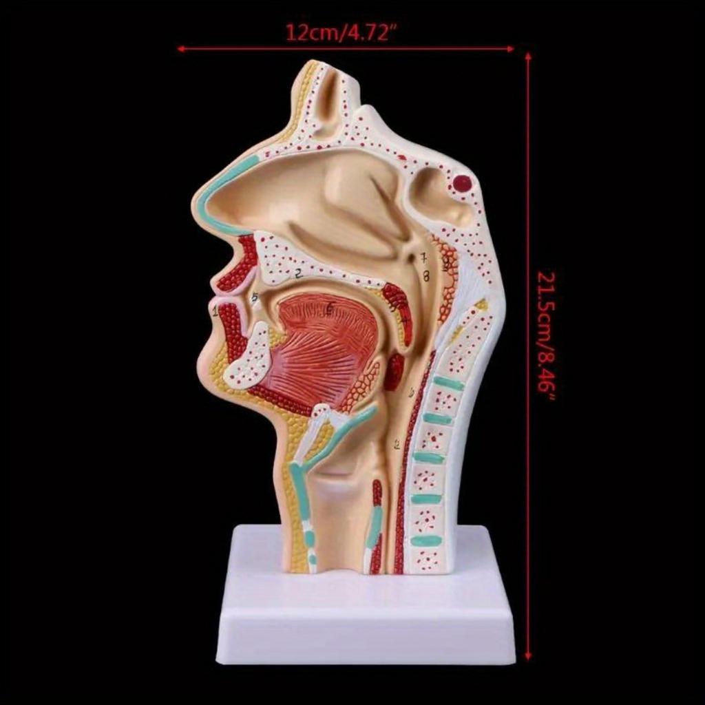 Medical Props Model Free Postage Human Anatomical Nasal Cavity Throat Anatomy Medical Model Teaching Tool