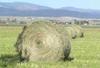 Natural Herbal Hay For Rabbits, Hamsters, Rodents 500G, Rustic, Fragrant