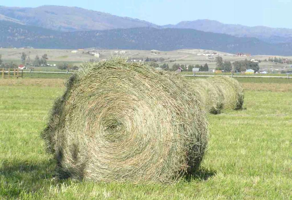 Natural Herbal Hay For Rabbits, Hamsters, Rodents 500G, Rustic, Fragrant
