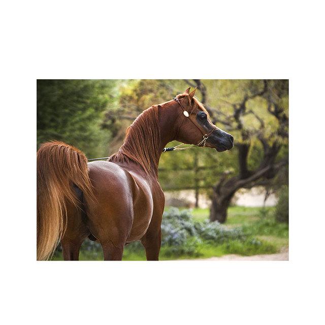 Modernes weißes arabisches Pferd, Leinwandgemälde, Wandkunst, Bilder, Tierposter und Drucke für Wohnzimmer, Heimdekoration, Cuadros