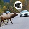 6 Pièces Sifflet Ultrason Anti Gibier, Ultrasonique Cerf Attention, Sifflet Anti Gibier pour Voiture, Anti Collision Animal