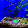Realistic Silicone Coral Plant Colorful Coral Ornament Simulation Coral  Fish Tank Landscaping