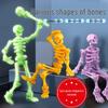 3D Movable Skeleton Model: Educational Assembly Toy for Kids