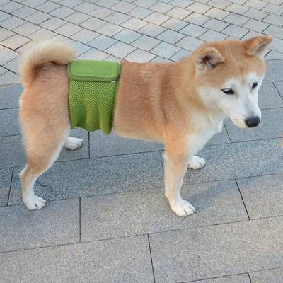 Male Dog Physiological Pants Solid Color Pet Politeness with Belt Anti Harassment Pants Dog Diaper