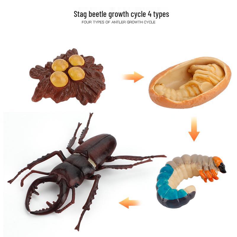 Animal Growth Cycle Models: Chicken, Duck, Goose, Butterfly, Turtle, Frog Montessori Teaching Figurines