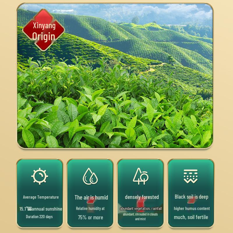 Xinyang Maojian Spring Tail Handmade Green Tea Gift Box - Pure Bud Rations