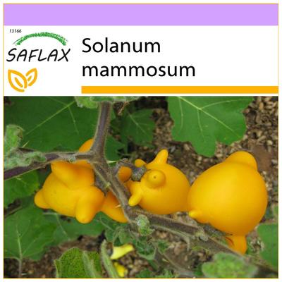 Love Apple / Nipplefruit - 10 semien - Solanum mammosum