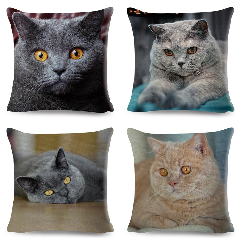 Housse de coussin British Shorthair bleu russe, taie d'oreiller en Polyester, décoration de chat mignon, Animal de compagnie, pour canapé, maison, voiture