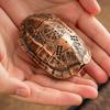 Traditional Chinese Tortoise Incense Holder - Zen Meditation & Bagua Suitable For Home Temple Zen Room Decor Meditation Ornament