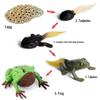Frog Life Cycle Model Set: Tadpole to Frog Educational Toys for Kids