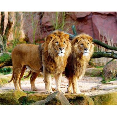 Pittura Diamante Animale Leone Punto Croce Diamante Pittura Strass Decorazione Matrimonio Casa